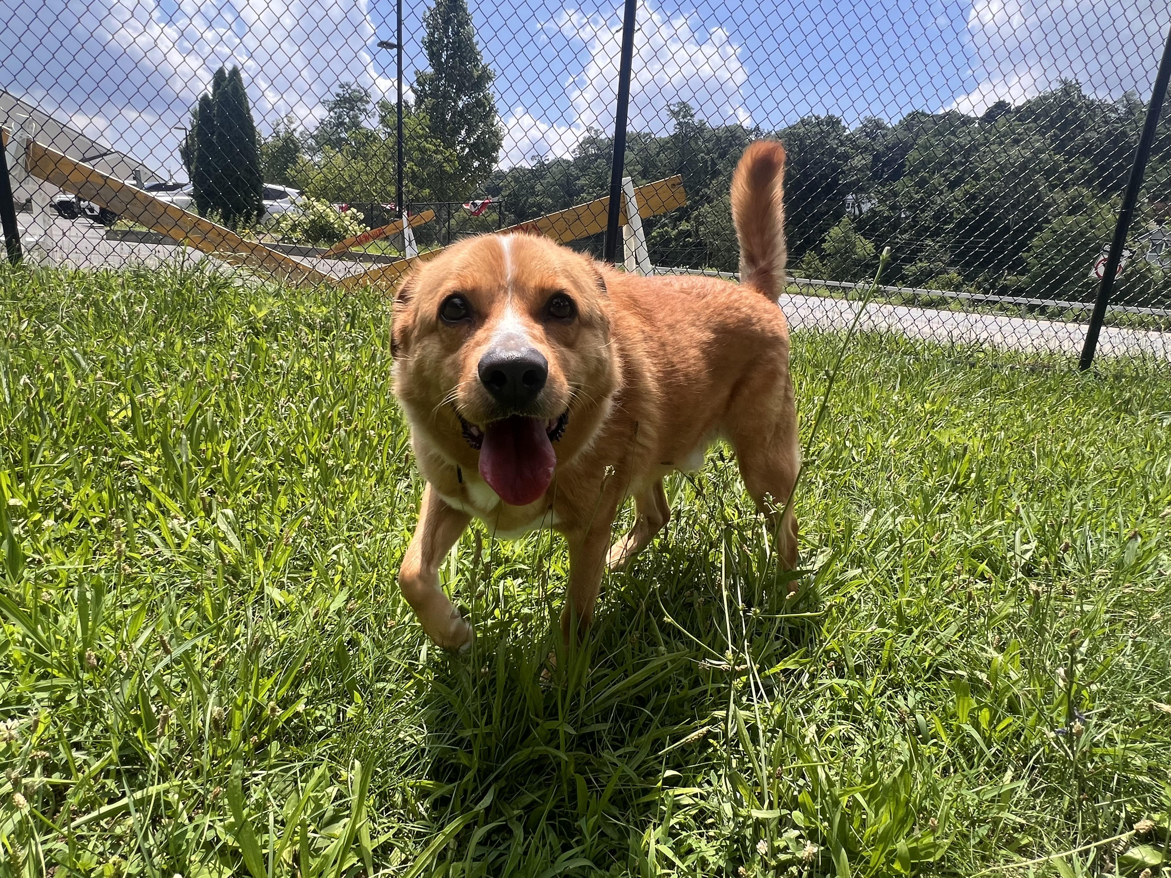 Ducky, an adopted mixed breed in Yonkers, NY image 6/6