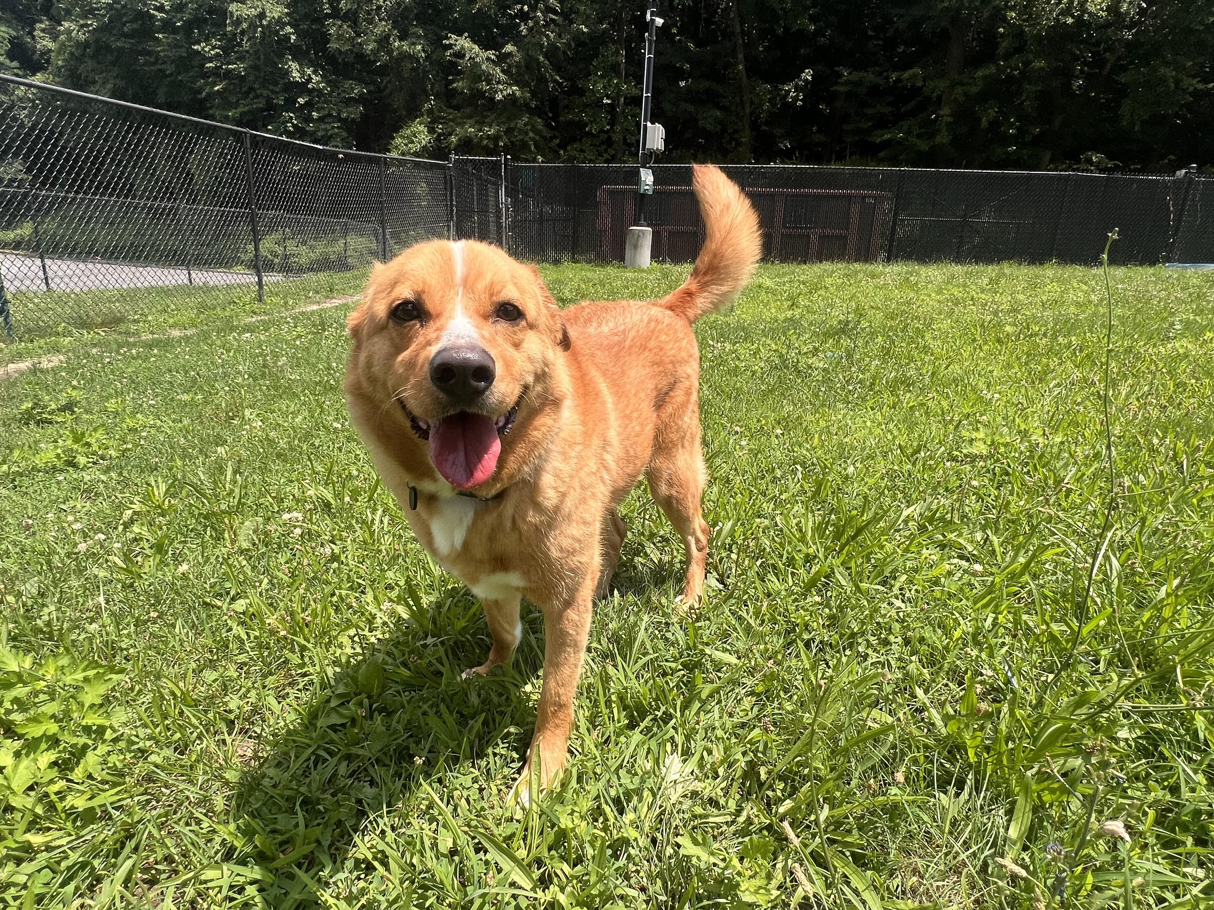 Ducky, an adopted mixed breed in Yonkers, NY image 3/6