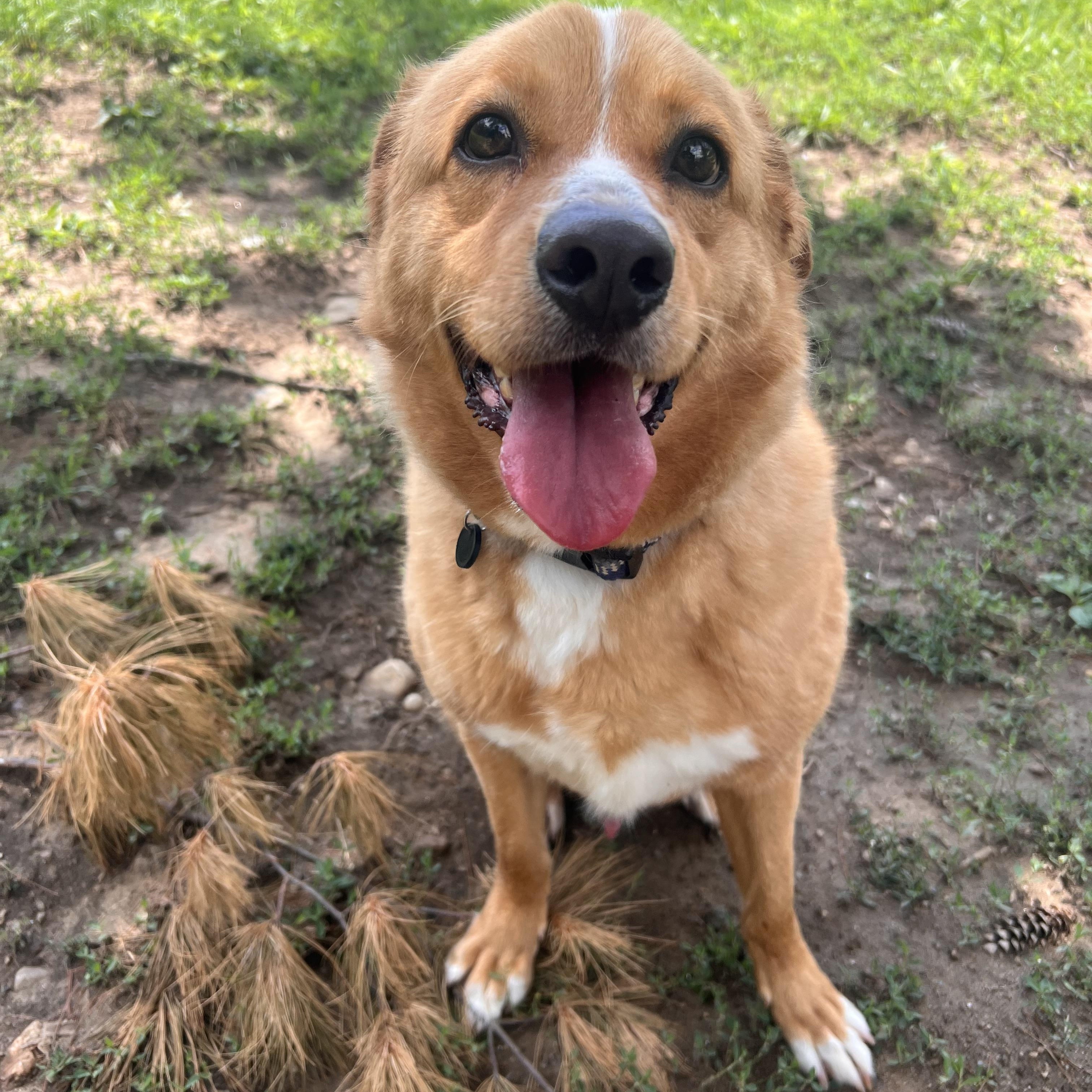 Ducky, an adopted mixed breed in Yonkers, NY image 4/6