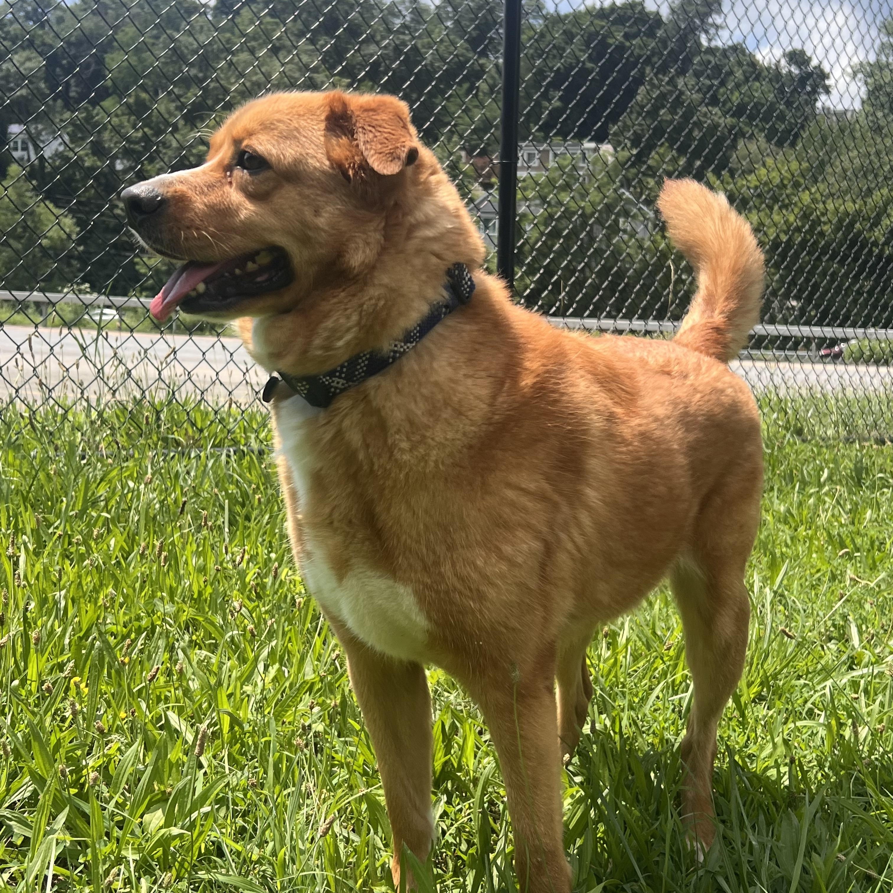 Ducky, an adopted mixed breed in Yonkers, NY image 2/6