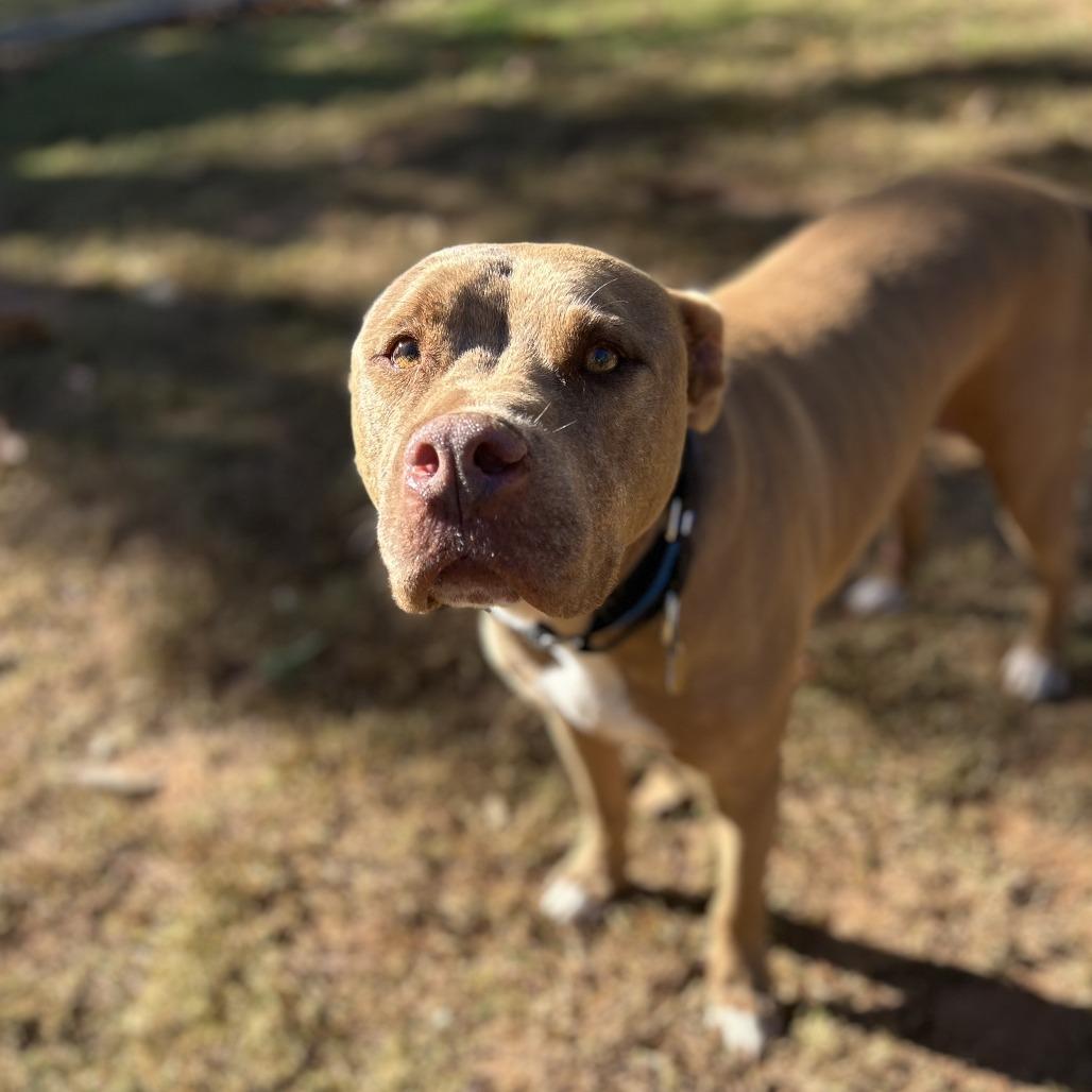 Sprite, Adoptable, Senior Male Mixed Breed.