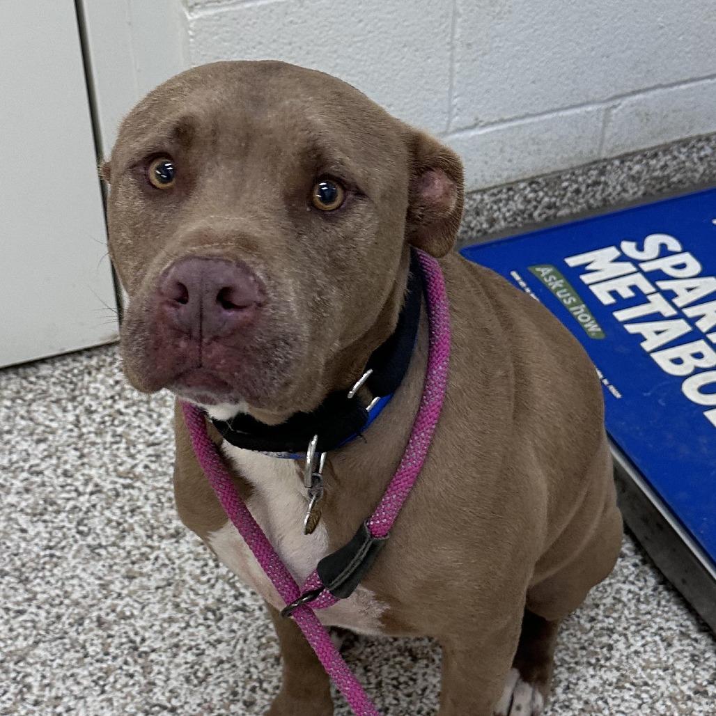 Enlarge Sprite, a Adoptable Mixed Breed in Auburn, AL image 2/6