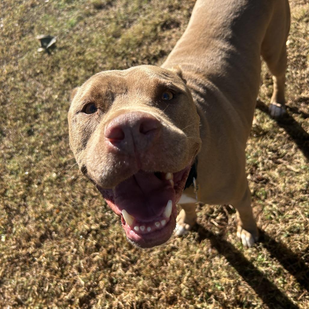 Enlarge Sprite, a Adoptable Mixed Breed in Auburn, AL image 3/6