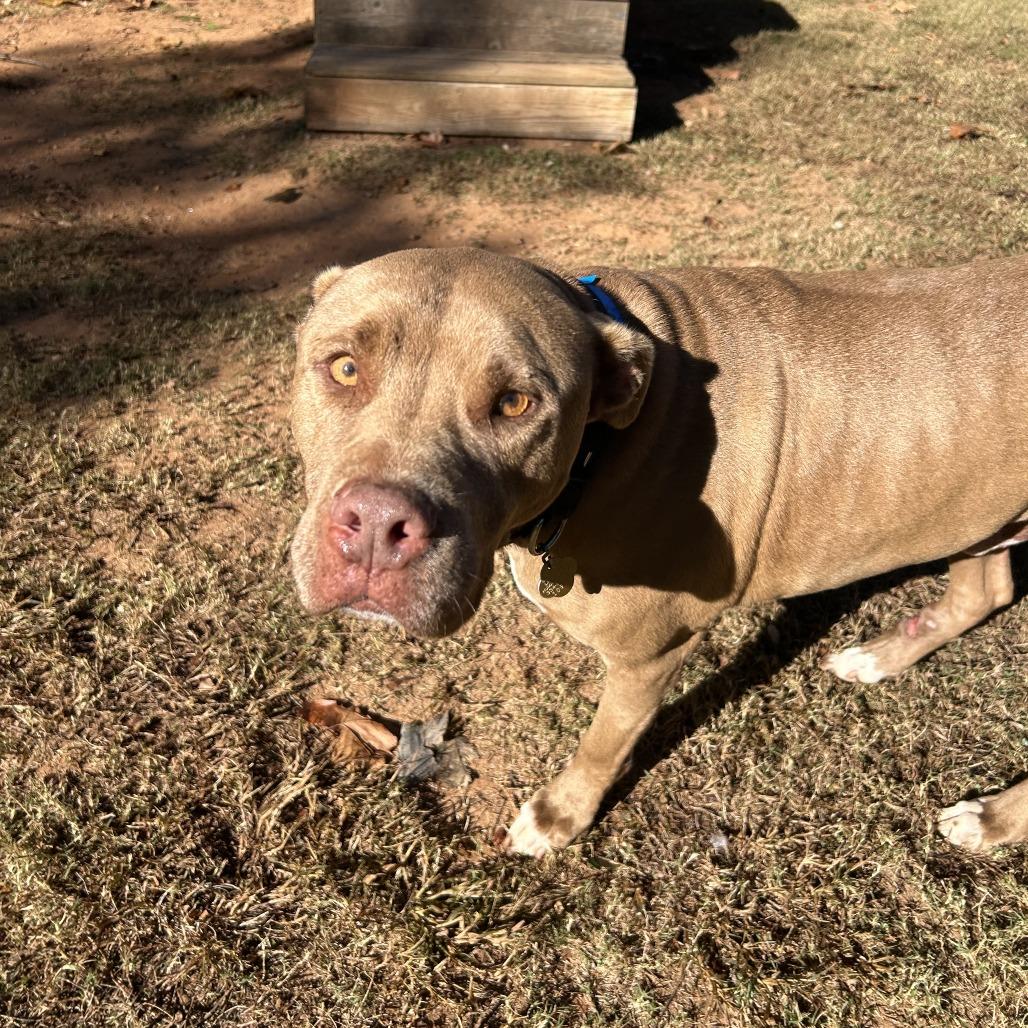 Enlarge Sprite, a Adoptable Mixed Breed in Auburn, AL image 4/6