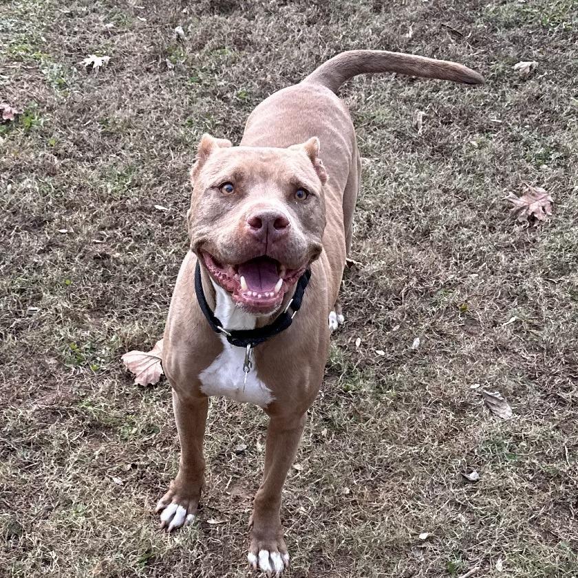 Enlarge Sprite, a Adoptable Mixed Breed in Auburn, AL image 5/6