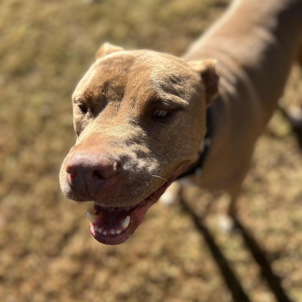 Enlarge Sprite, a Adoptable Mixed Breed in Auburn, AL image 6/6
