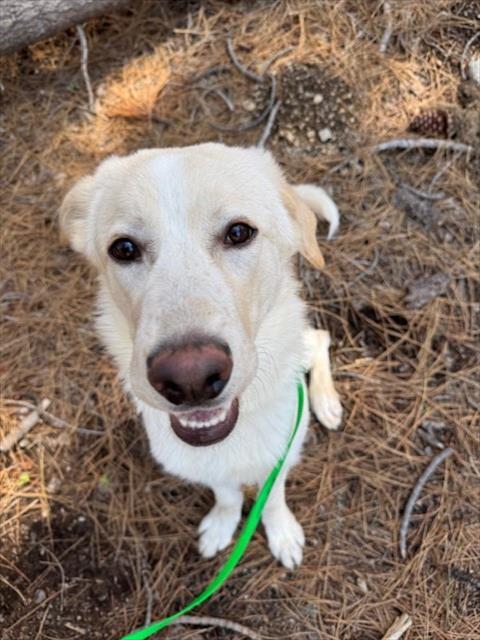 RANGER, Adoptable, Young Male Golden Retriever & Mixed Breed.