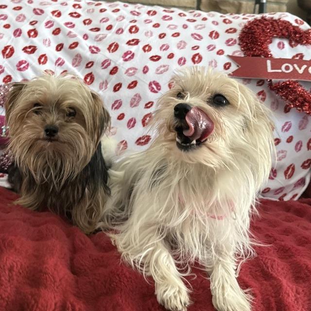 Brownye  Bonded With