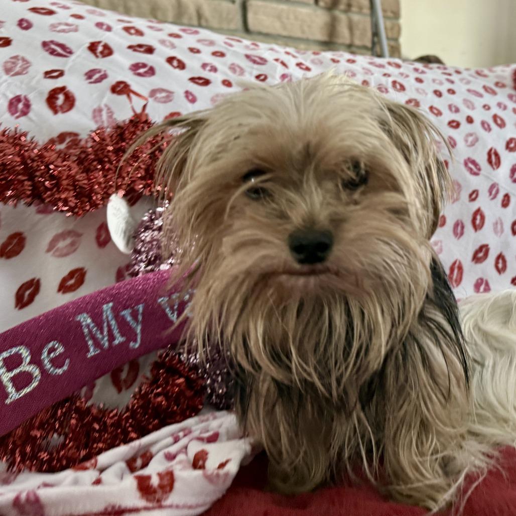 Brownye  Bonded With thumbnail 2