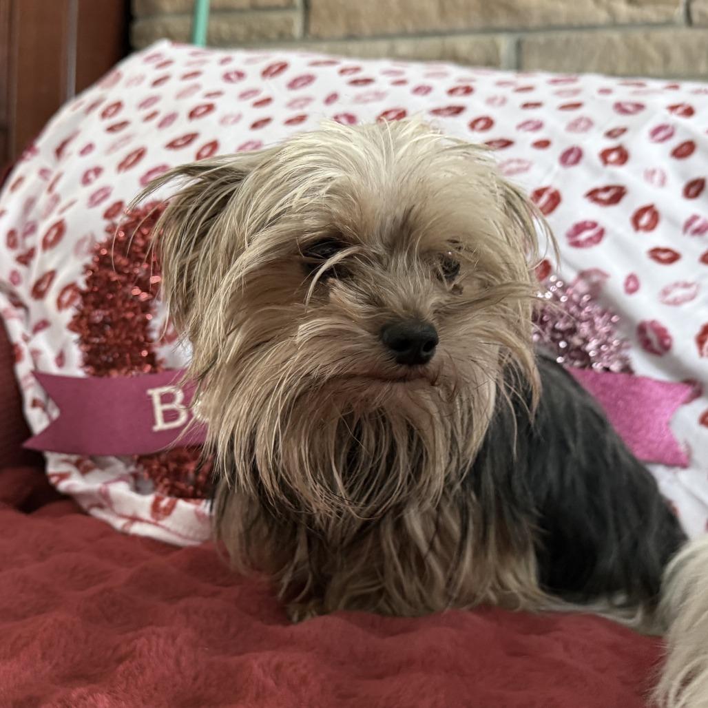 Brownye  Bonded With thumbnail 3