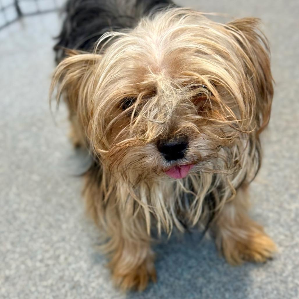 Brownye  Bonded With thumbnail 4