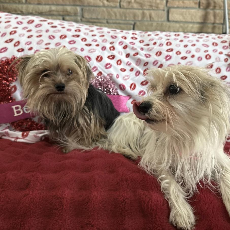 Brownye  Bonded With thumbnail 5