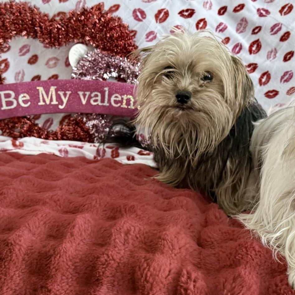 Brownye  Bonded With thumbnail 6