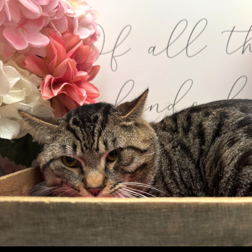 Enlarge Theodore, a Adoptable American Shorthair in Newberg, OR image 1/1