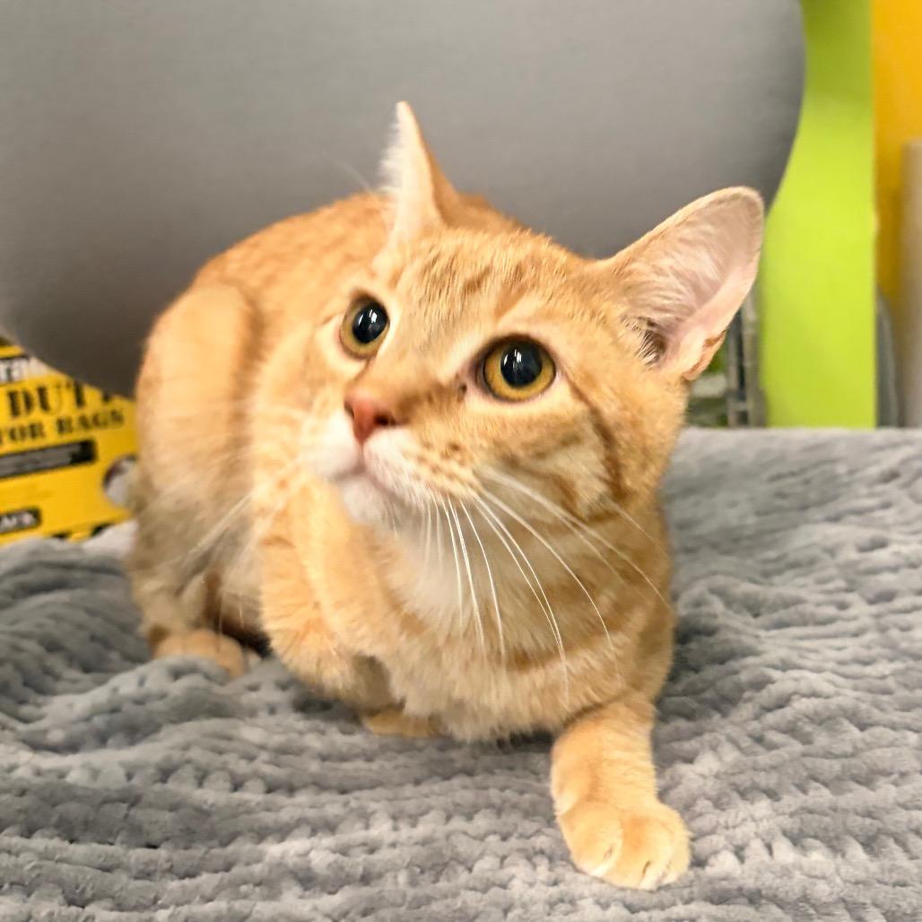 Adidas - Petsmart Belleville, Adoptable, Young Male Domestic Short Hair.