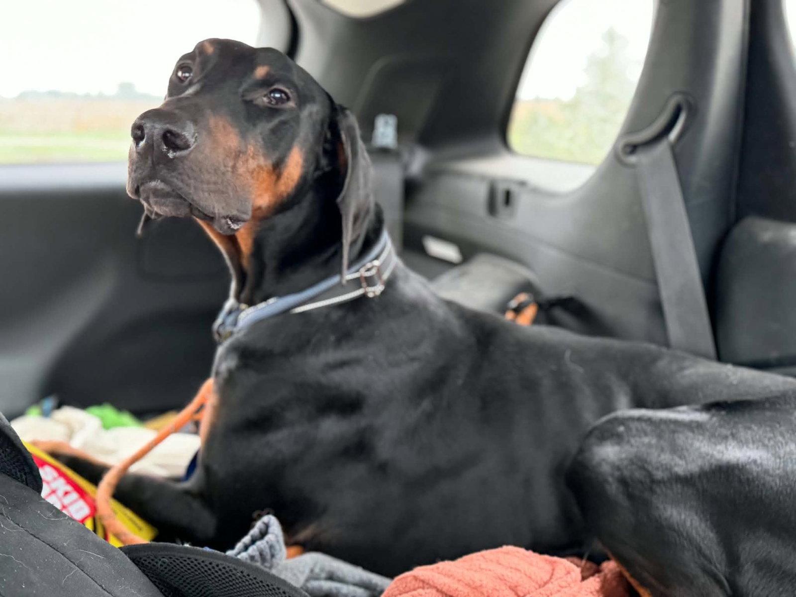 Enlarge Logan, a Adoptable Doberman Pinscher in Buffalo, MN image 1/3