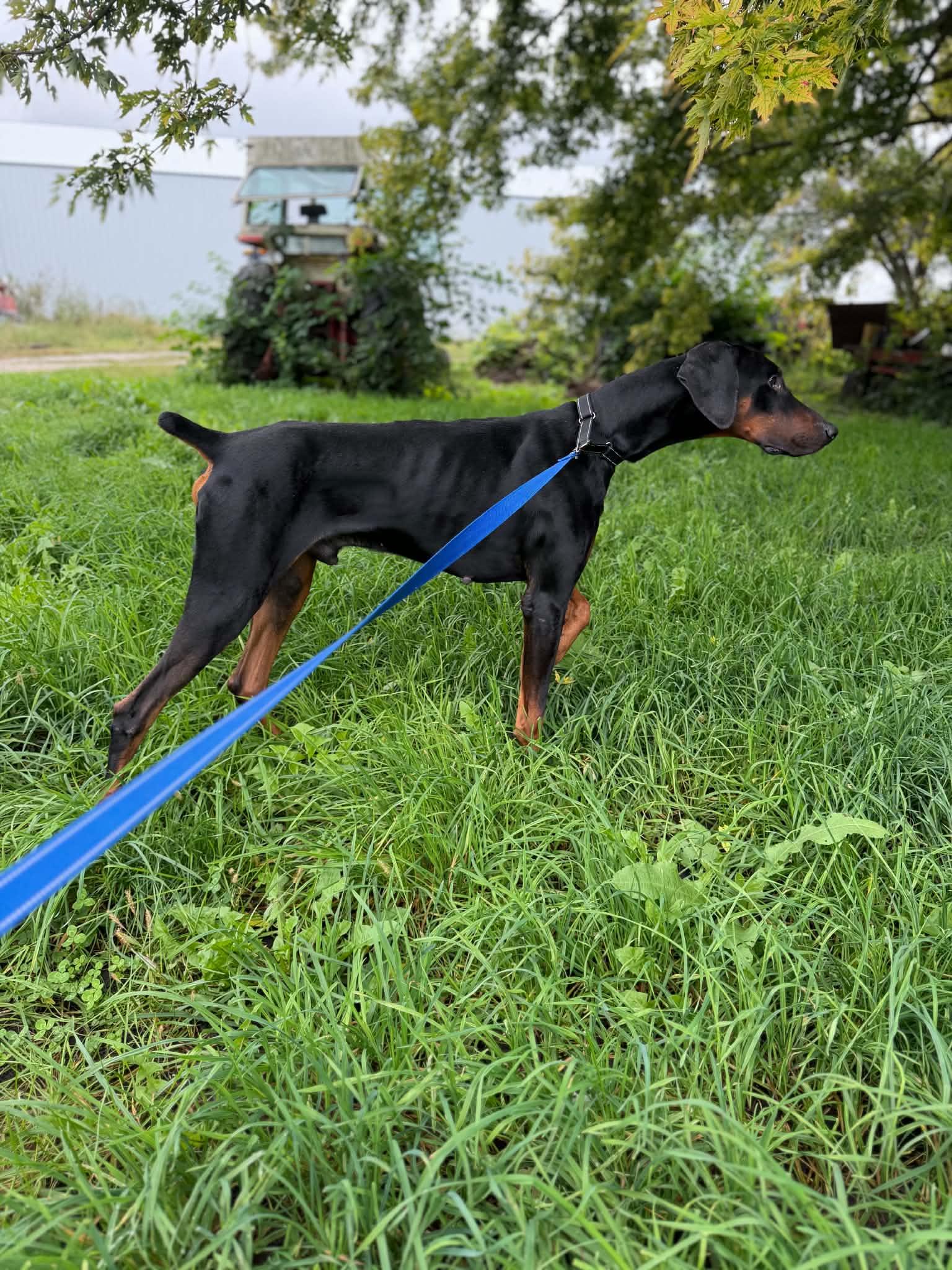 Enlarge Logan, a Adoptable Doberman Pinscher in Buffalo, MN image 2/3