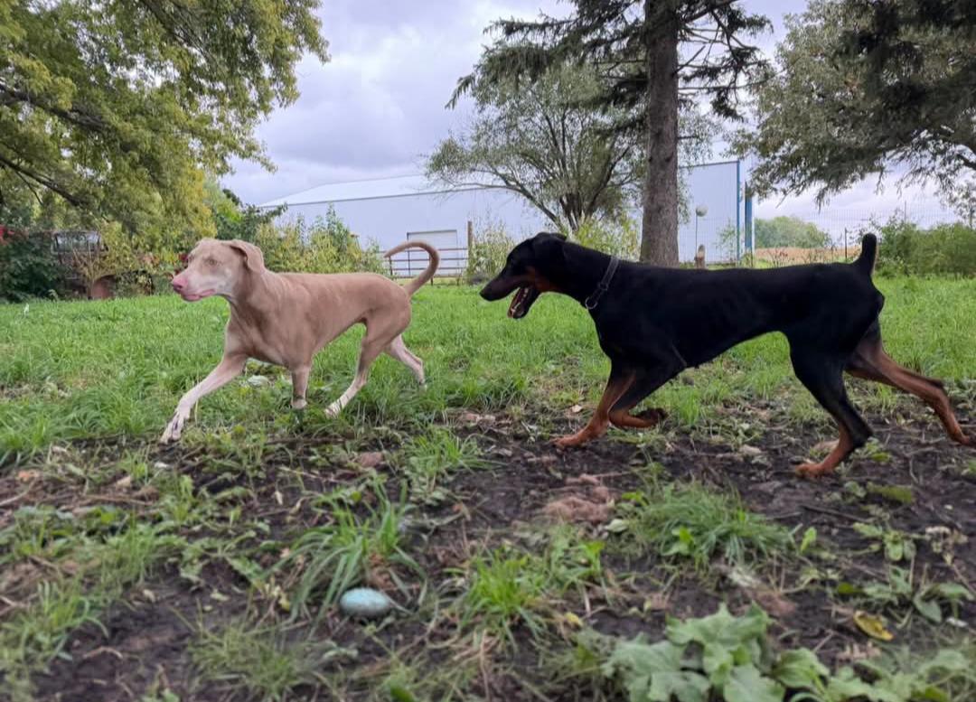 Enlarge Logan, a Adoptable Doberman Pinscher in Buffalo, MN image 3/3