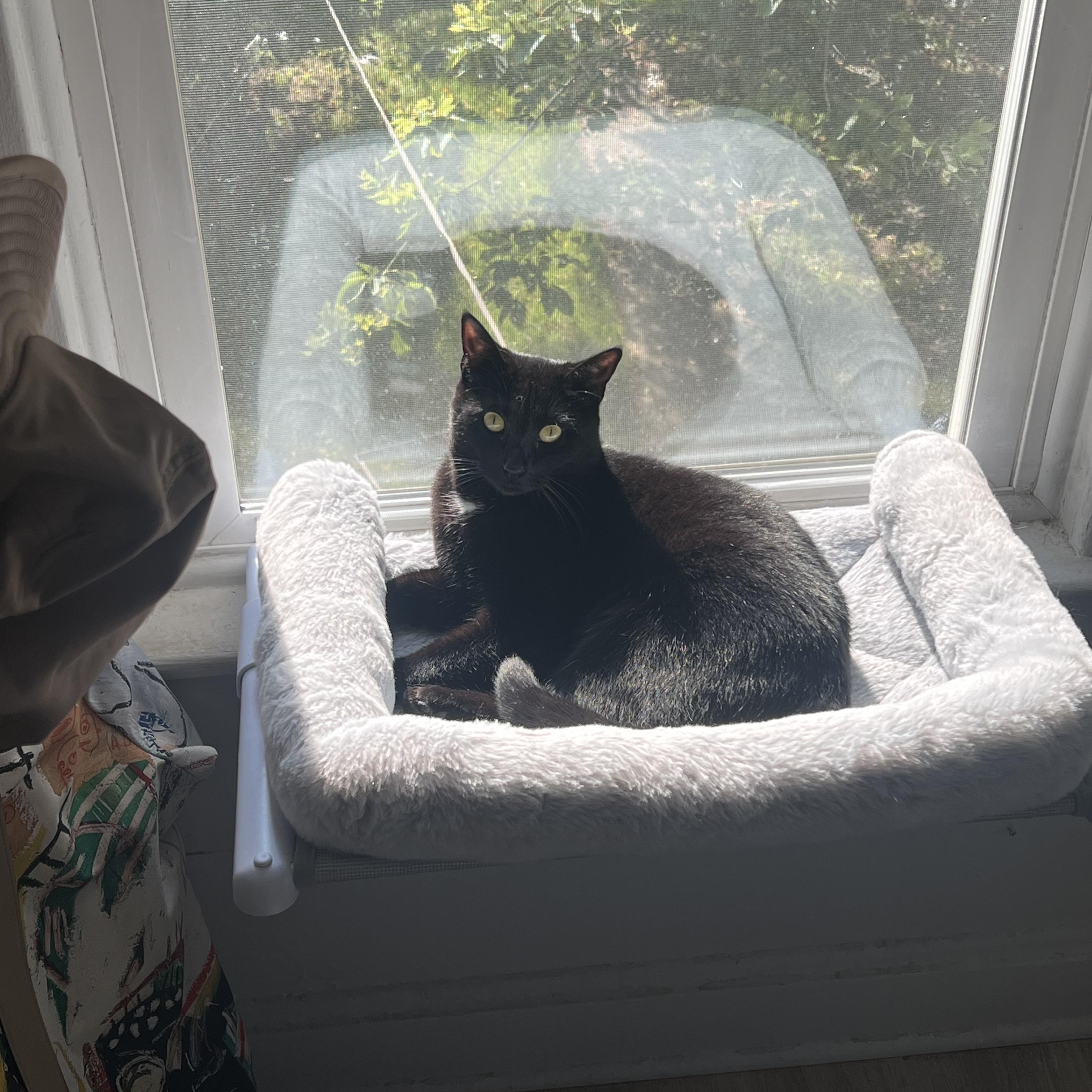 Bubbles, ADOPTABLE, Adult Female Domestic Short Hair.