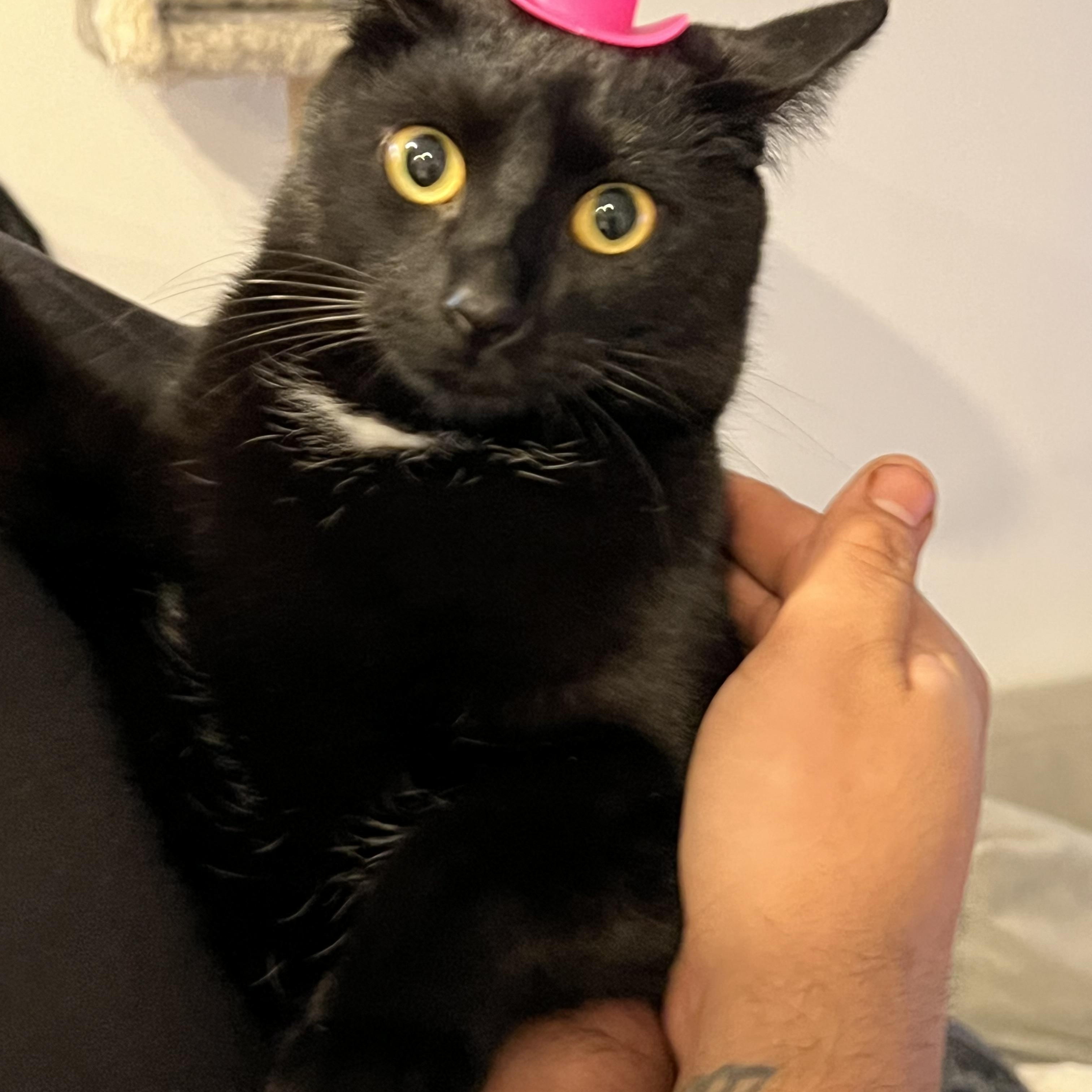 Enlarge Bubbles, a ADOPTABLE Domestic Short Hair in Columbus , OH image 2/4