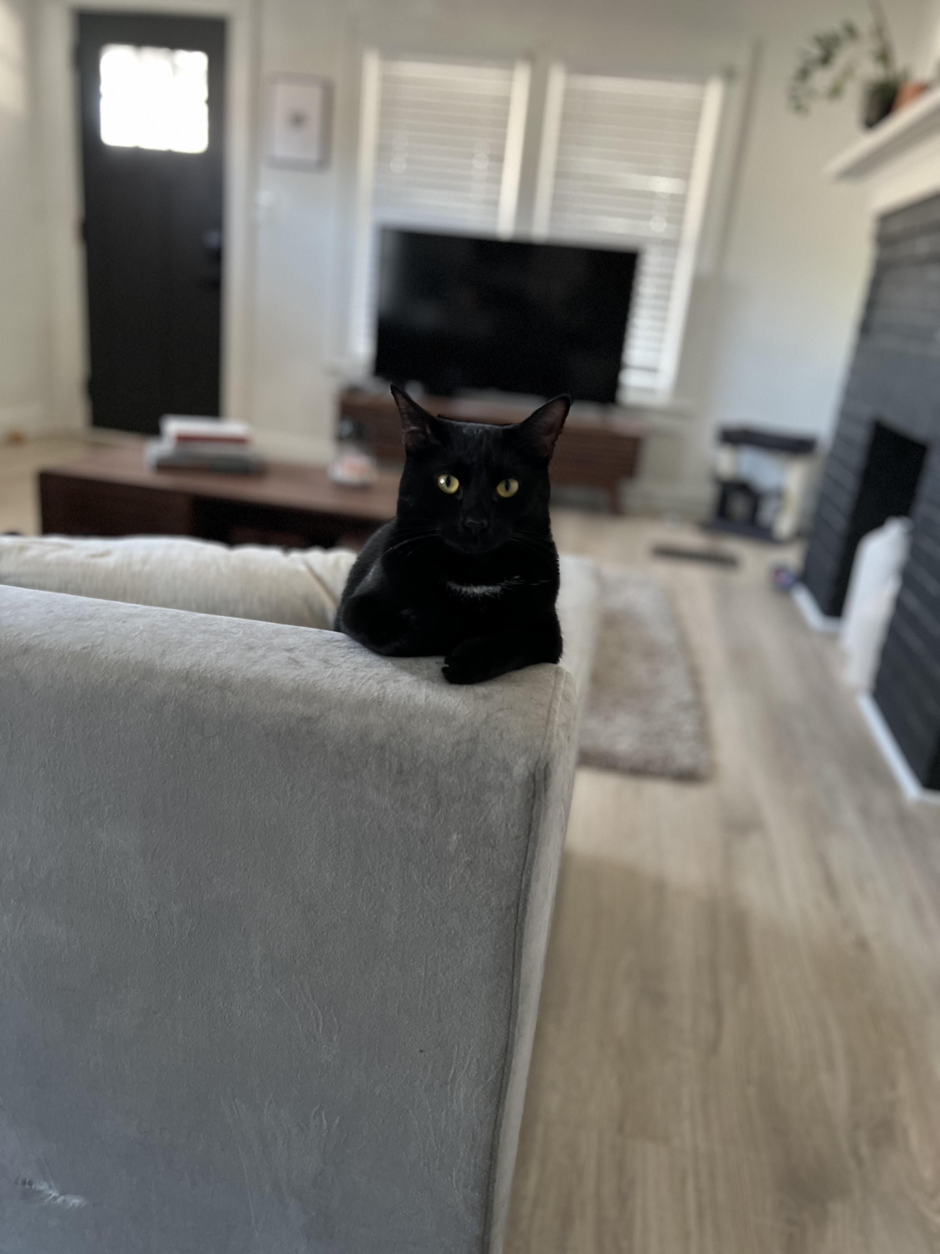 Enlarge Bubbles, a ADOPTABLE Domestic Short Hair in Columbus , OH image 3/4