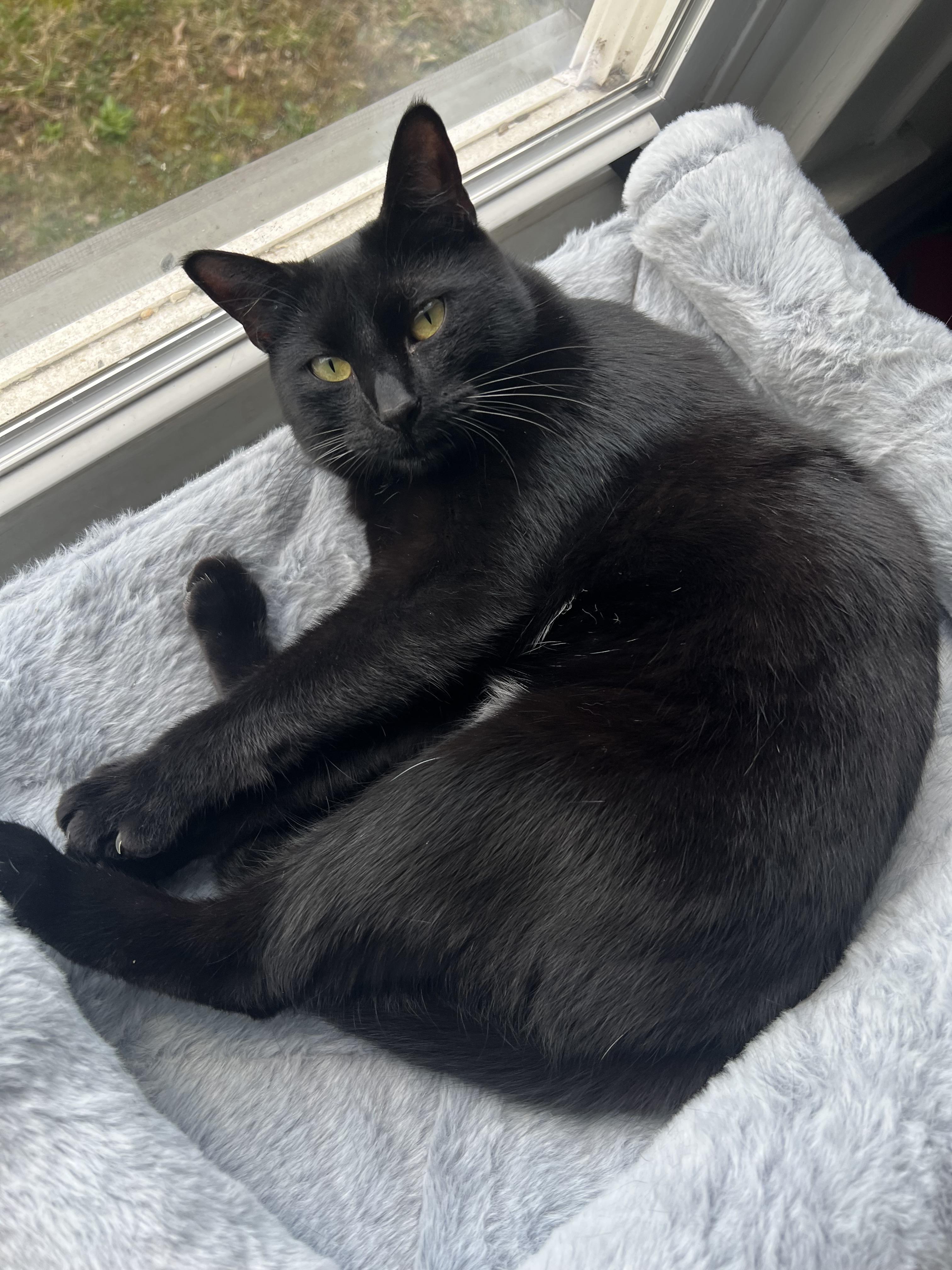 Enlarge Bubbles, a ADOPTABLE Domestic Short Hair in Columbus , OH image 4/4