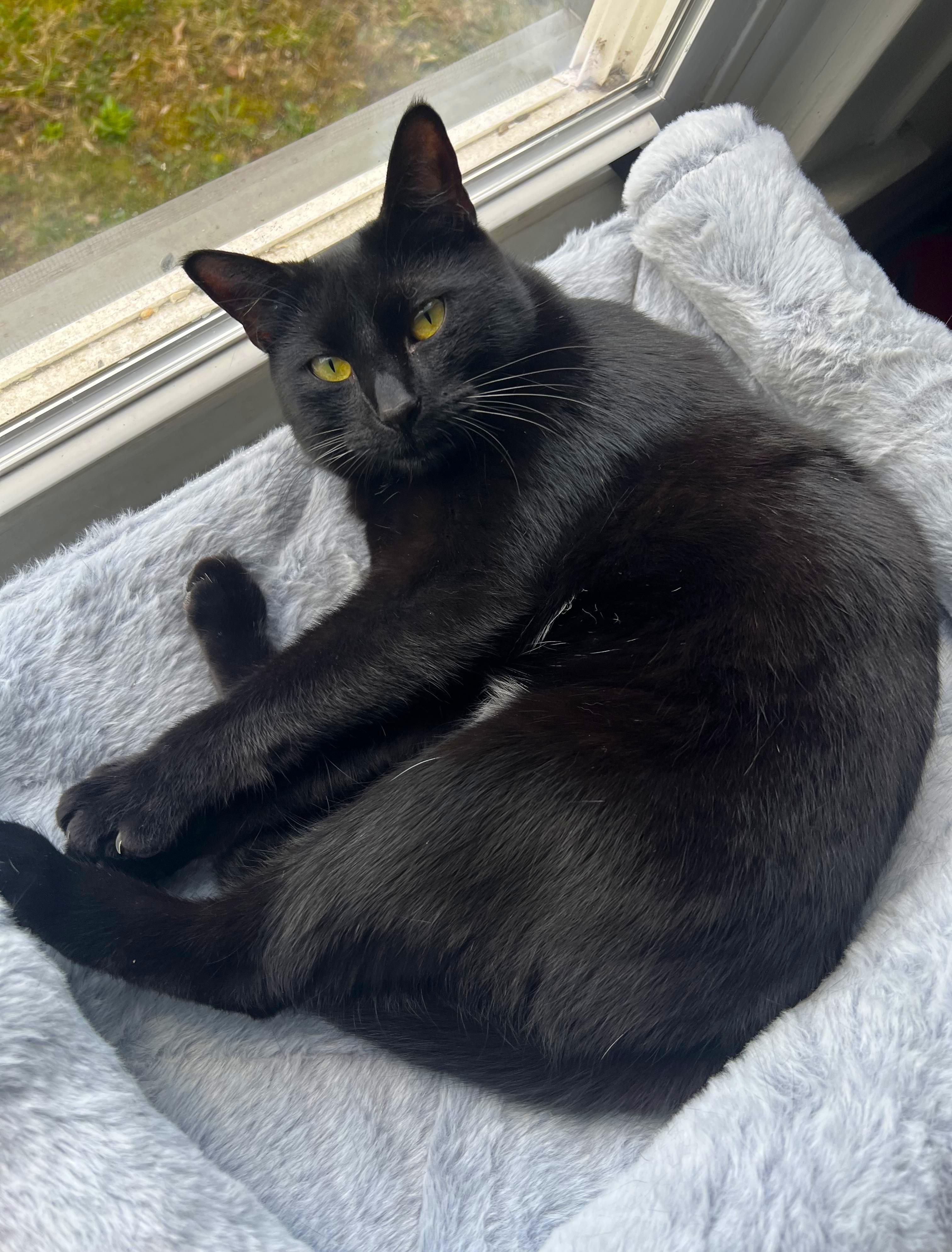 Bubbles, ADOPTABLE, Young Female Domestic Short Hair.