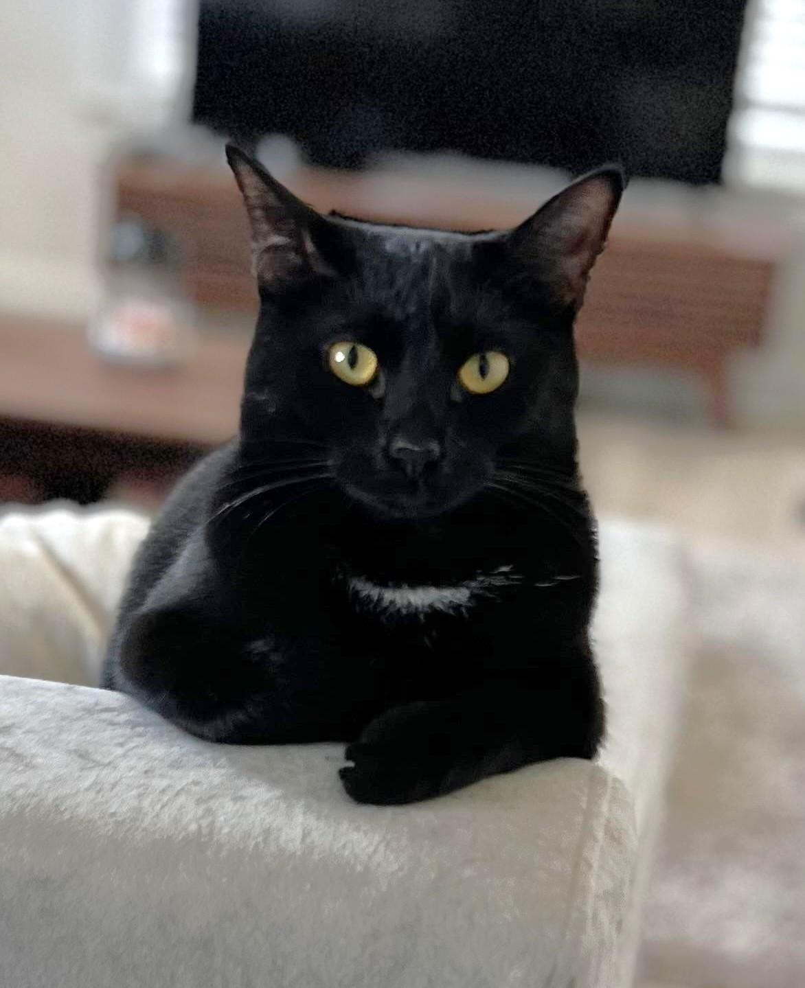 Bubbles, a ADOPTABLE Domestic Short Hair in Columbus , OH image 4/4