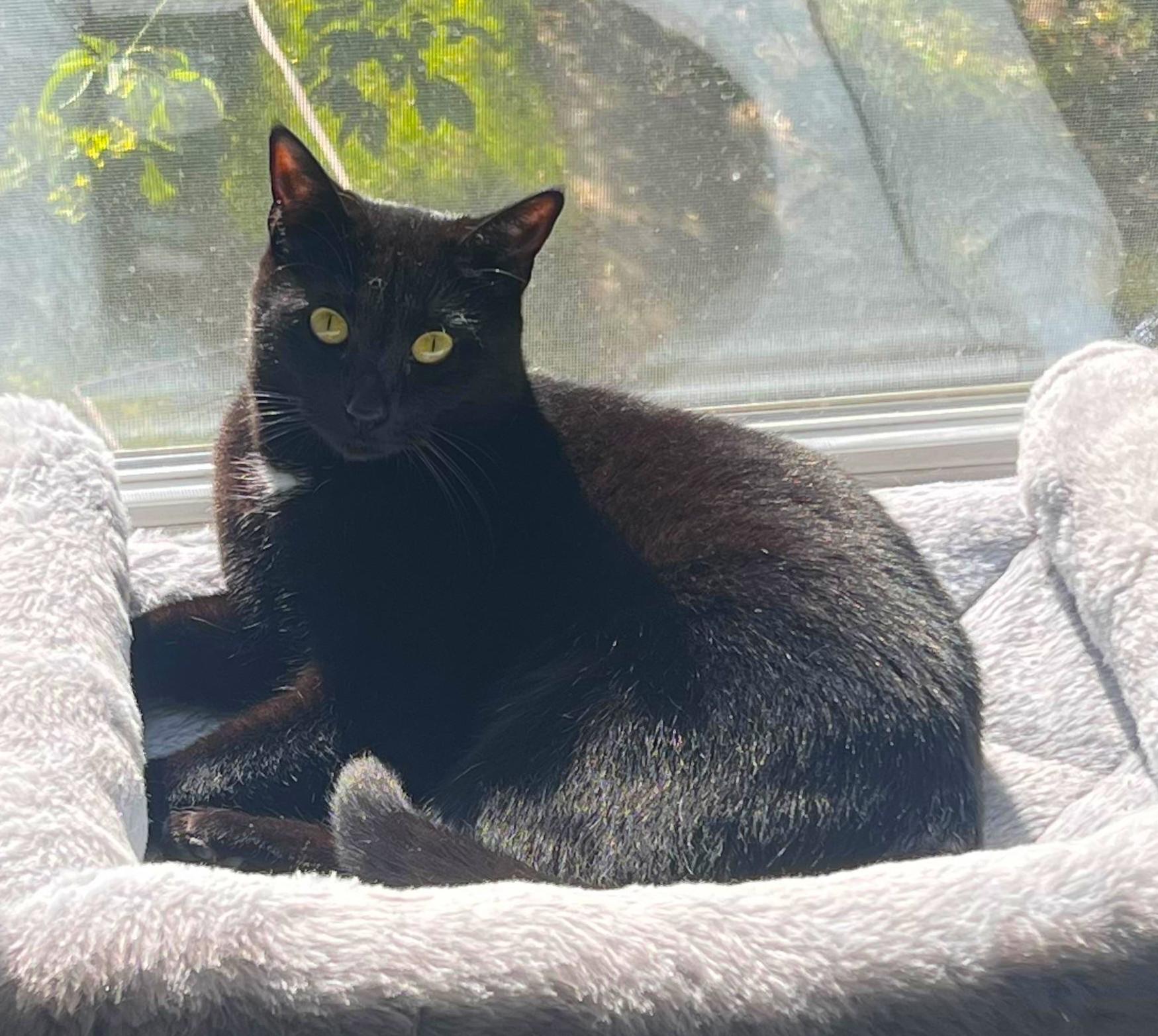 Bubbles, a ADOPTABLE Domestic Short Hair in Columbus , OH image 3/4