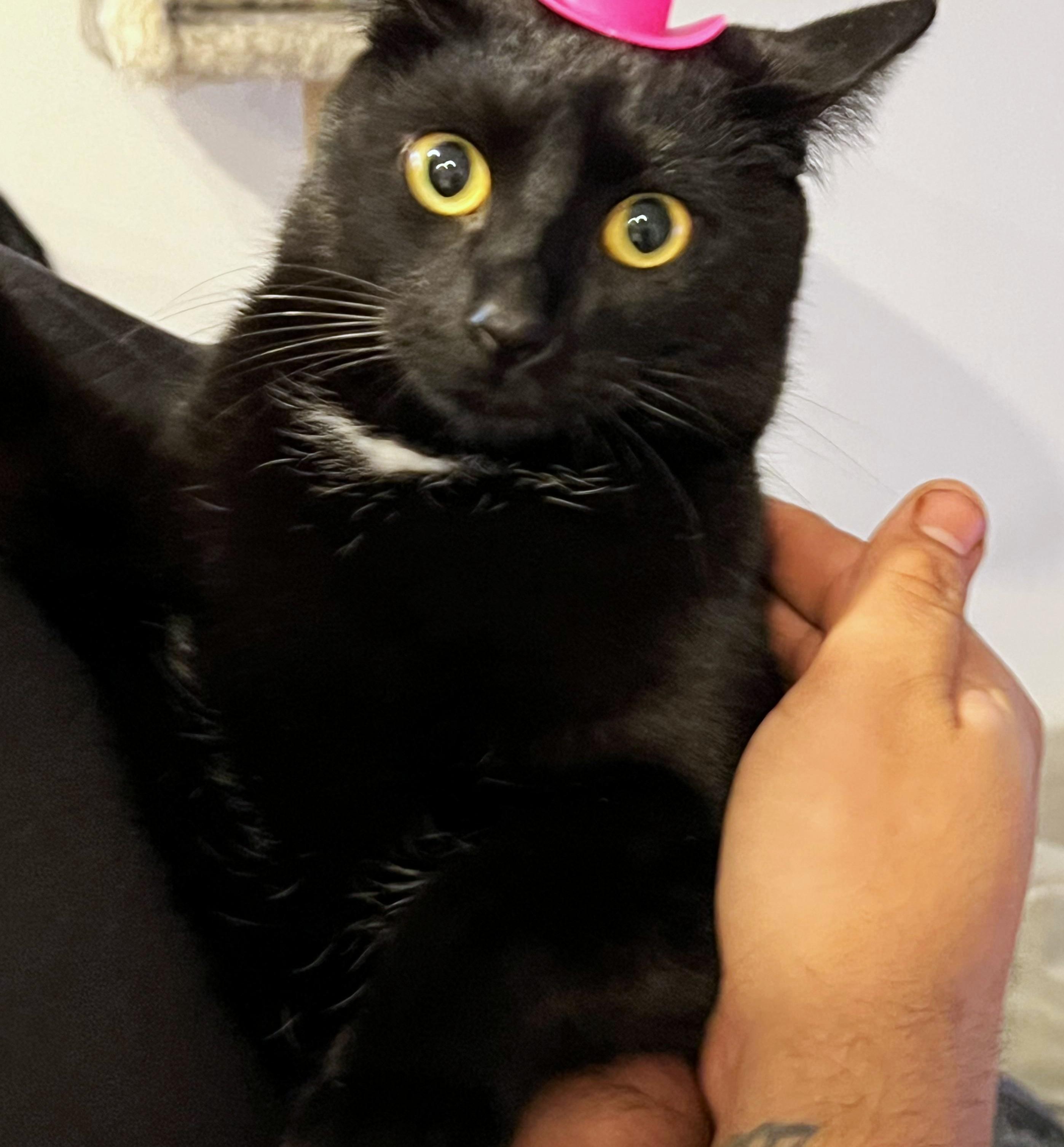 Bubbles, ADOPTABLE, Young Female Domestic Short Hair.