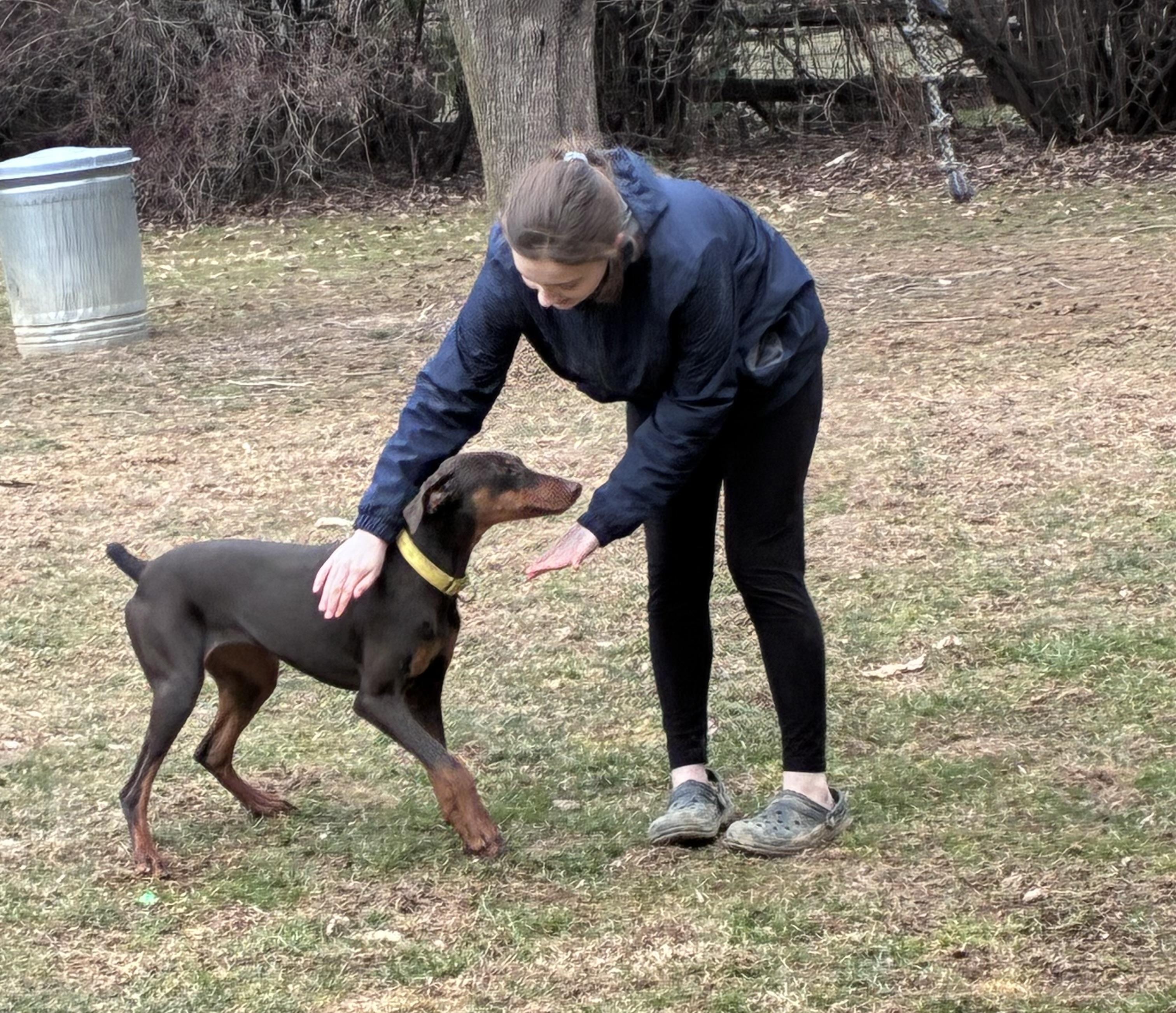 Enlarge Elphi, an adopted Doberman Pinscher in Lincoln University, PA image 5/5