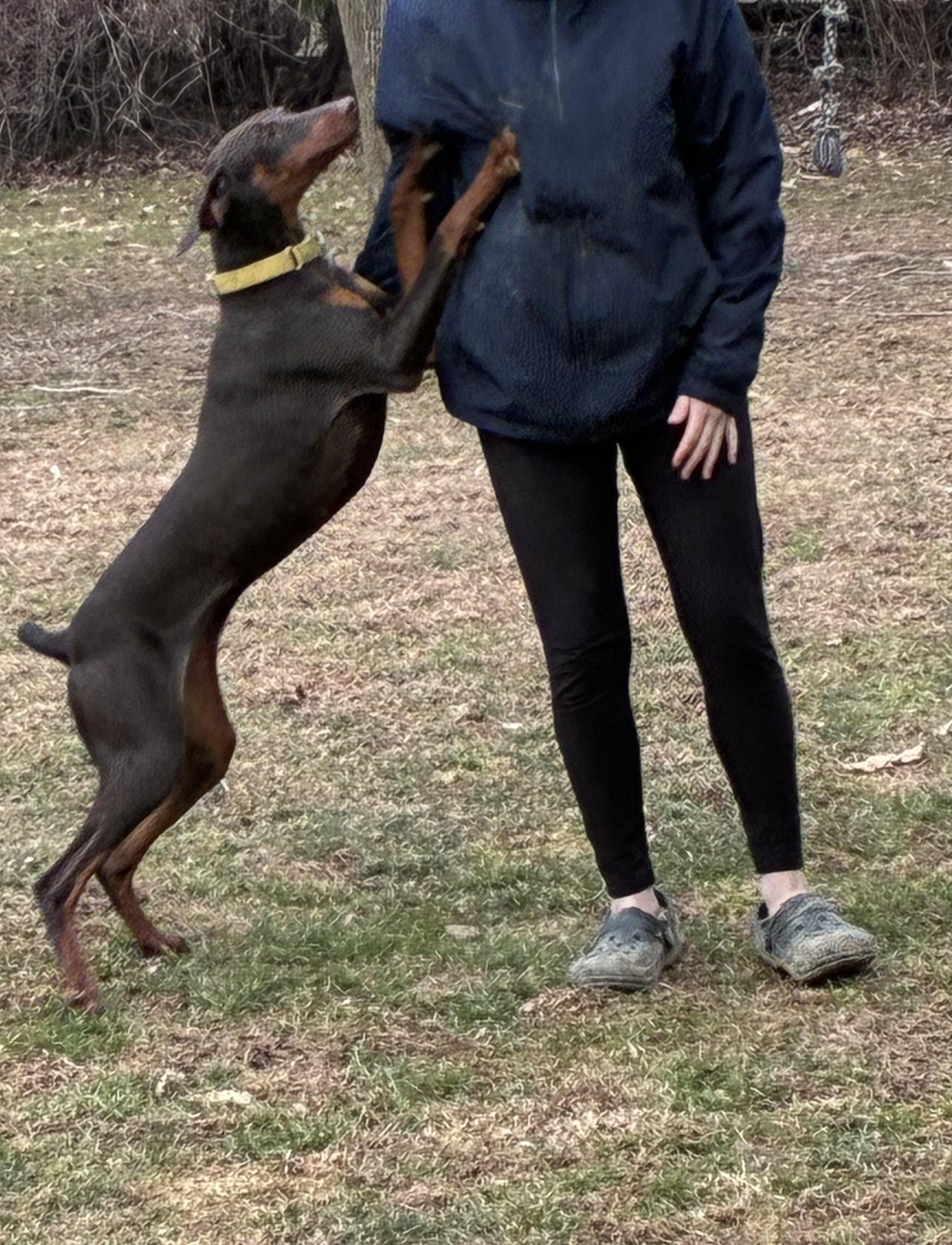 Enlarge Elphi, an adopted Doberman Pinscher in Lincoln University, PA image 2/5