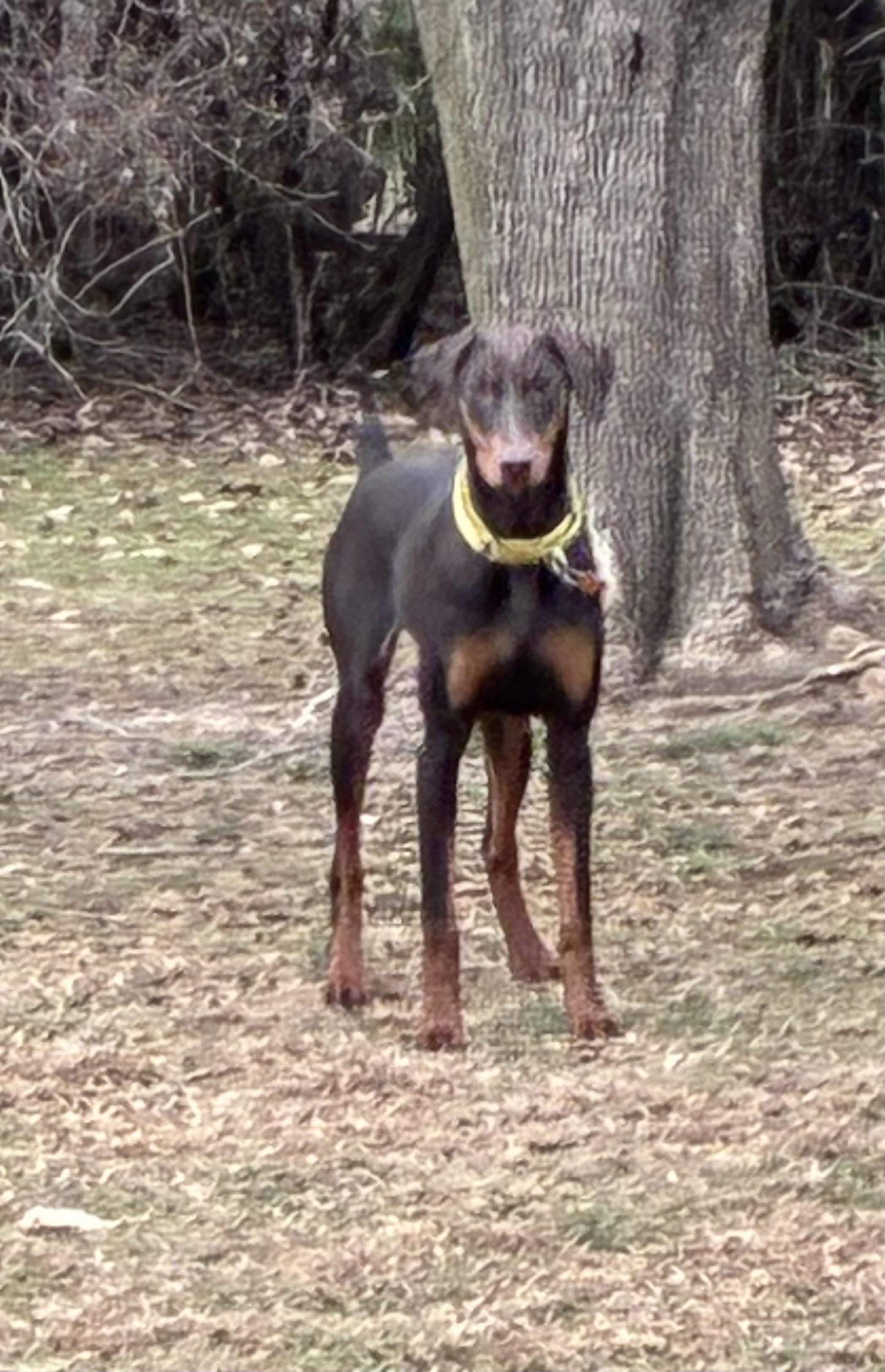 Elphi, ADOPTABLE, Puppy Female Doberman Pinscher.