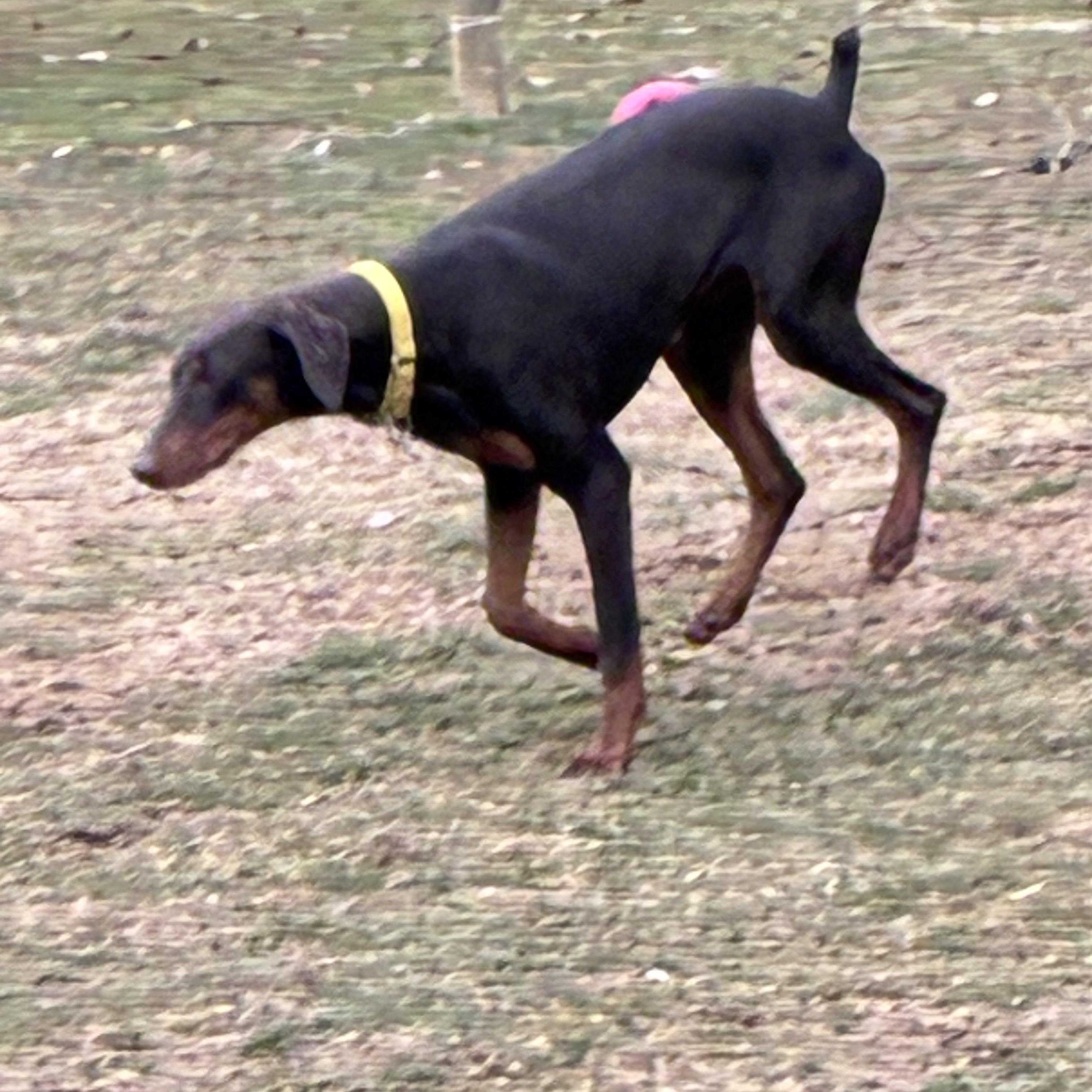 Enlarge Elphi, an adopted Doberman Pinscher in Lincoln University, PA image 3/5