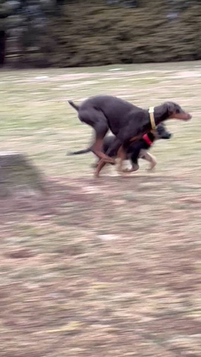 Enlarge Elphi, an adopted Doberman Pinscher in Lincoln University, PA video 4/5