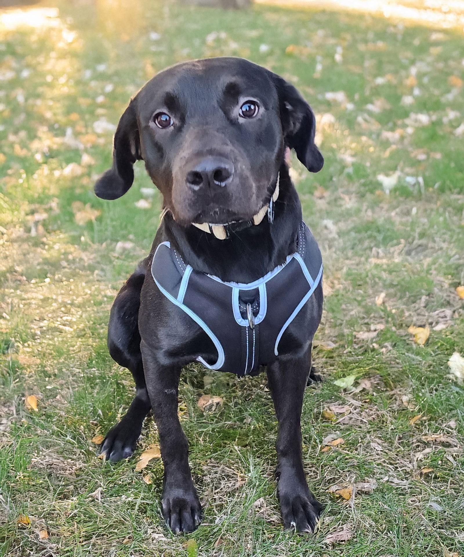 Huncho - Leader of the Snack, Adoptable, Adult Male Labrador Retriever.