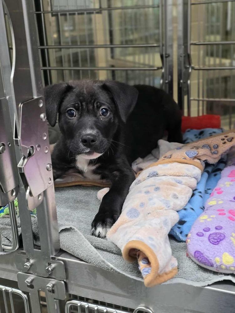 Thurlby / Marvin, Adoptable, Puppy Male Labrador Retriever.