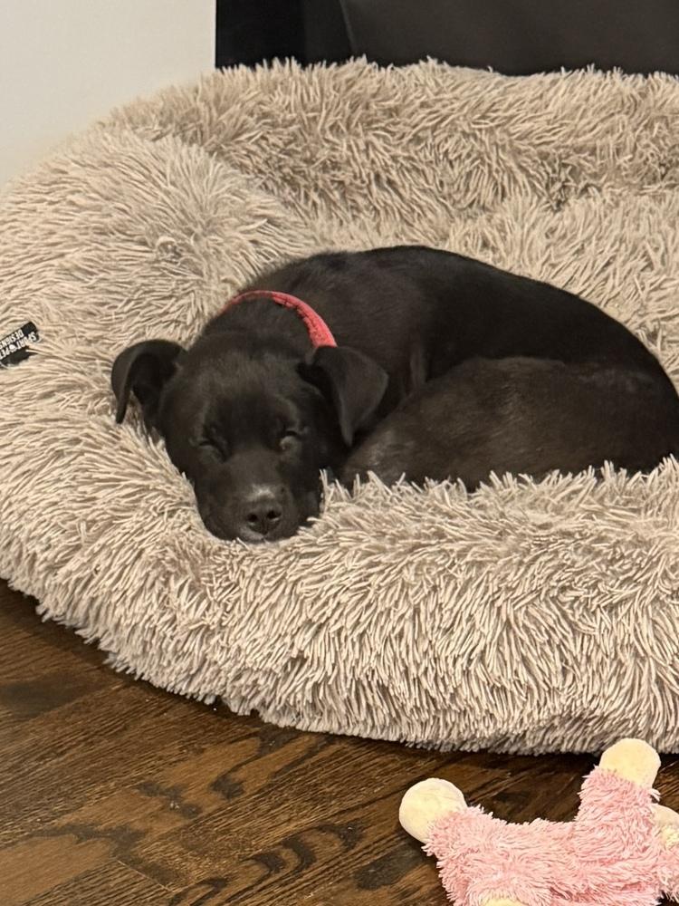 Thurlby / Marvin, Adoptable, Puppy Male Labrador Retriever.