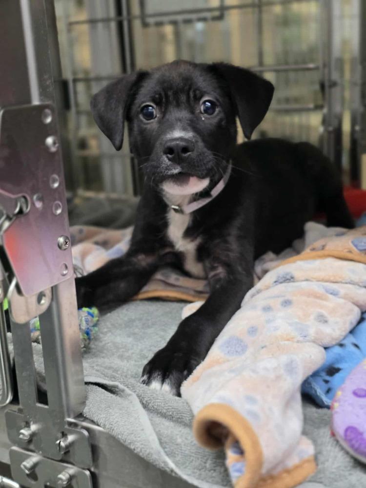 Enlarge Thurlby / Marvin, a Adoptable mixed breed in Broomfield, CO image 2/3