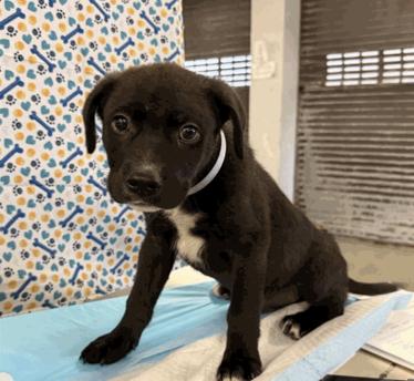 Enlarge Thurlby / Marvin, a Adoptable mixed breed in Broomfield, CO image 3/3