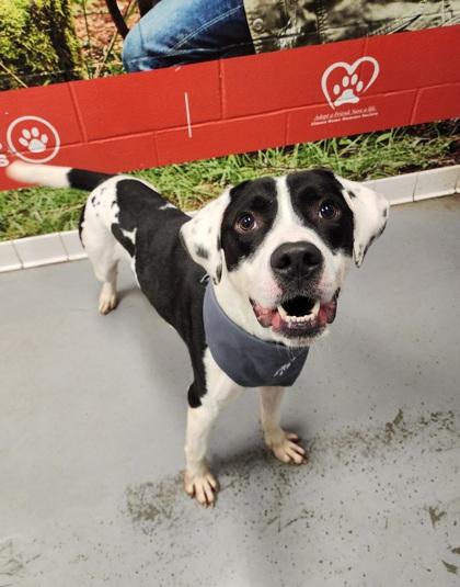 Matteo, an adoptable mixed breed in Lafayette, IN image 1/2