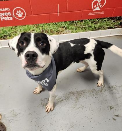 Matteo, an adoptable mixed breed in Lafayette, IN image 2/2