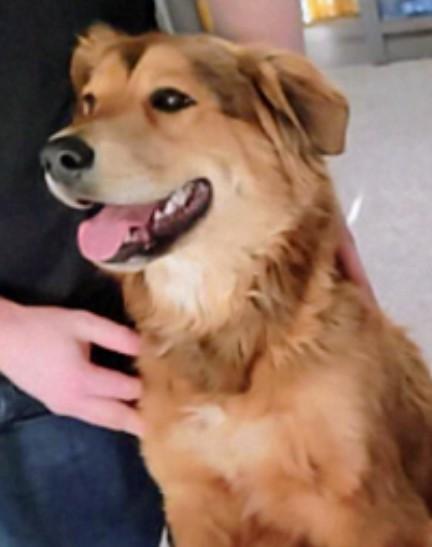 Philip, adopted, Young Male Shepherd & Labrador Retriever.