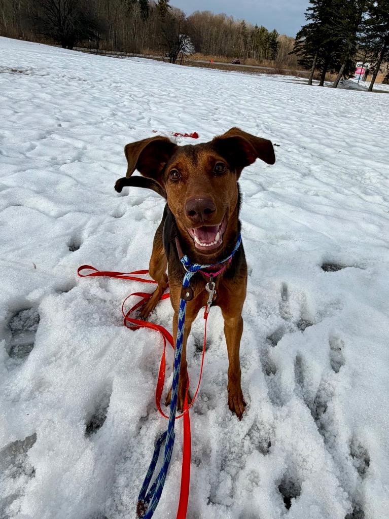 Enlarge Sadie, a Adoptable mixed breed in Gloversville, NY image 1/5