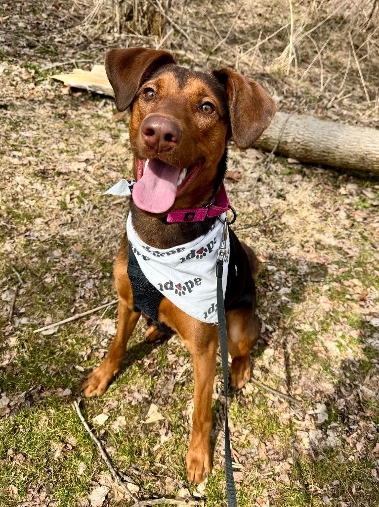 Enlarge Sadie, a Adoptable mixed breed in Gloversville, NY image 2/5