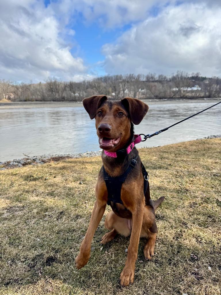 Enlarge Sadie, a Adoptable mixed breed in Gloversville, NY image 3/5