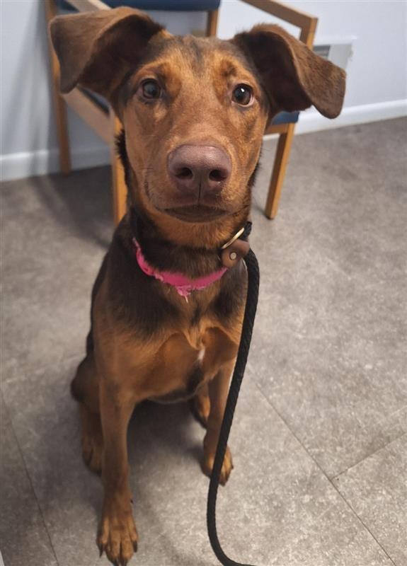 Enlarge Sadie, a Adoptable mixed breed in Gloversville, NY image 4/5