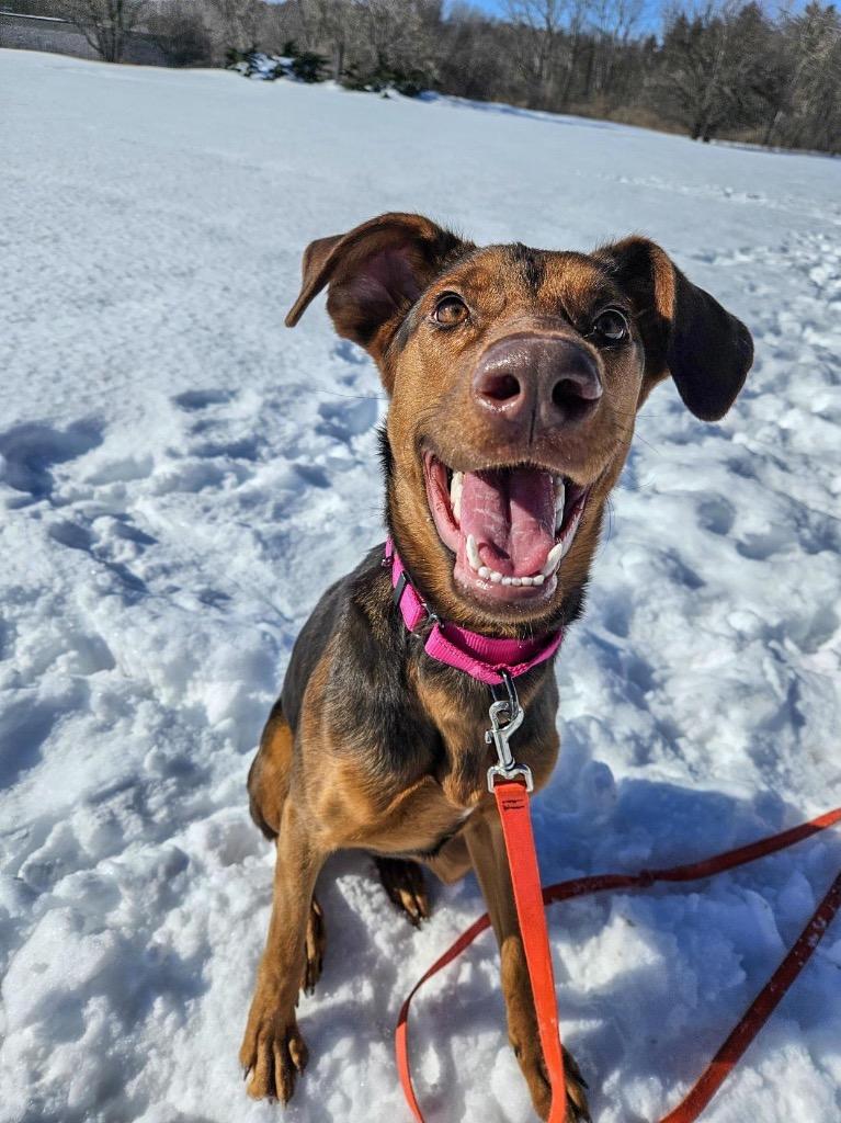 Enlarge Sadie, a Adoptable mixed breed in Gloversville, NY image 5/5