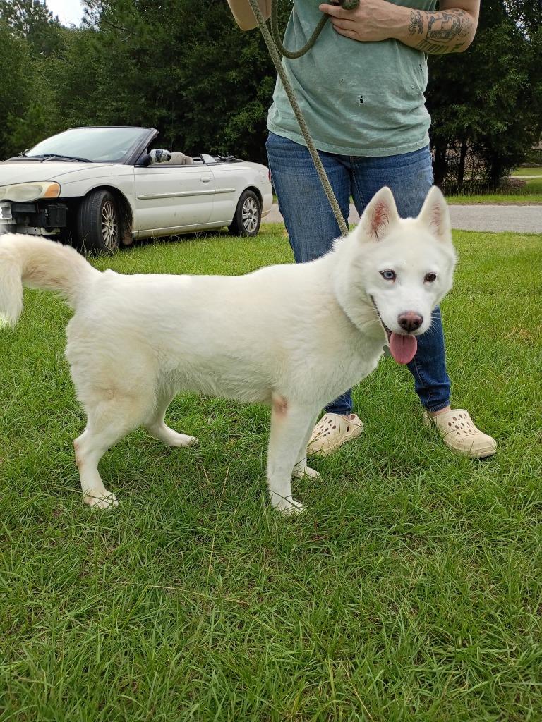 Winter, Adoptable, Young Female American Eskimo Dog & Siberian Husky.