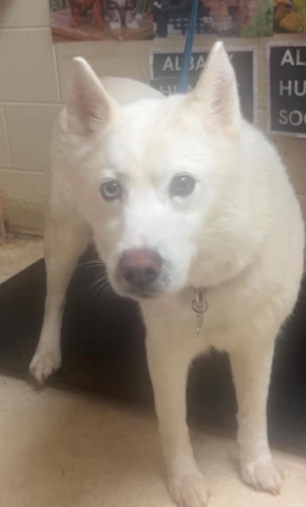 Enlarge Winter, a Adoptable mixed breed in Albany, GA image 3/6